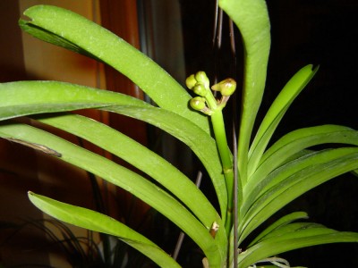 Vanda Knospe.jpg