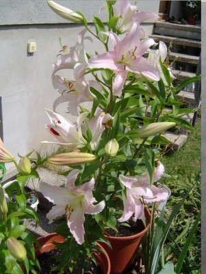 Lilien.jpg