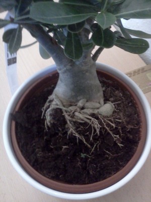 Neue Wüsti -) (2).jpg