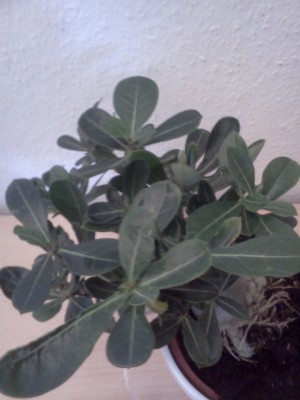 Neue Wüsti -) (1).jpg