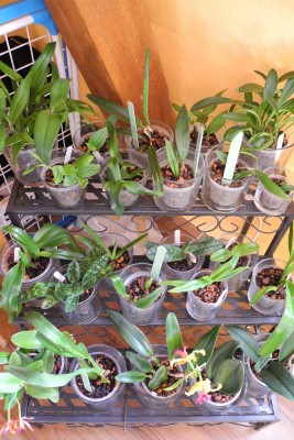 Orchideentreppe.JPG