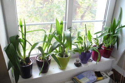 Orchideenmix Küche.JPG
