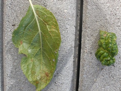 PA172639.JPG