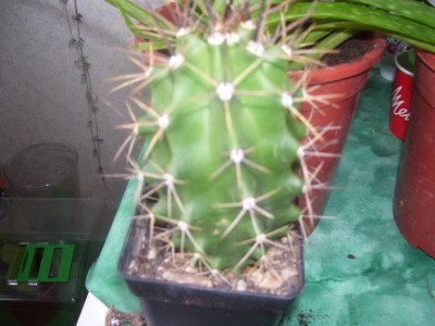 schööööön 538.jpg