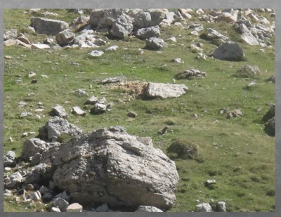 Murmeltiere.jpg