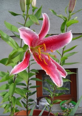 rote lilie.jpg