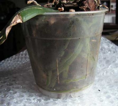 Phal02.jpg