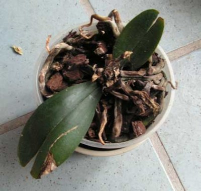 Phal01.jpg