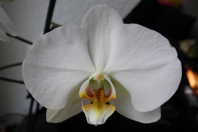 Phalaenopsis unbekannt.JPG