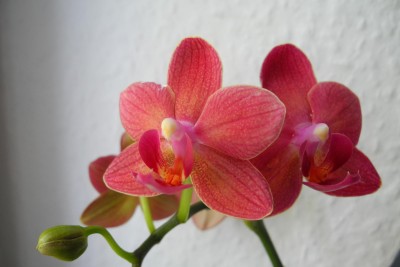 Mini-Phalaenopsis unbekannt.JPG