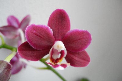 Phalaenopsis Black Jack.JPG