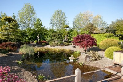 2584-teich-Pflanzen.jpg
