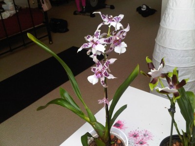 IMG00315-20110403-1734.jpg