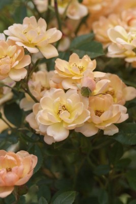 2580-Rosen.jpg