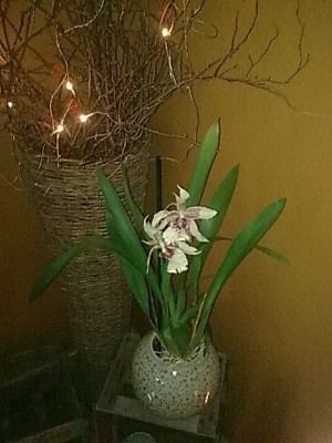 ..ORCHIDEE.JPG