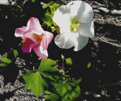 Hibiscus mutabilis2.jpg