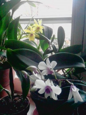 Cattleya gelb-rosa blühend.JPG