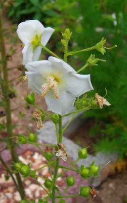 Größenänderung Verbascum phoeniceum 'Alba' - 001.jpg
