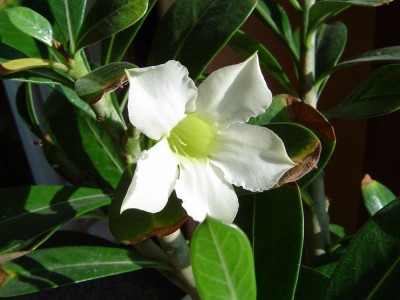 Adenium vom REWE.jpg