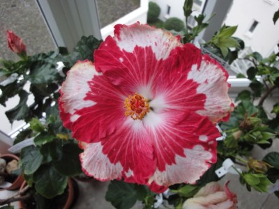 Cherry Appaloosa 16-10-2011.JPG