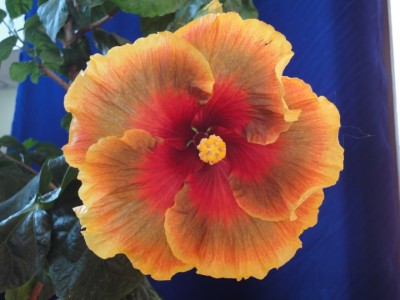 Midnight Serenade_16-10-2011.JPG