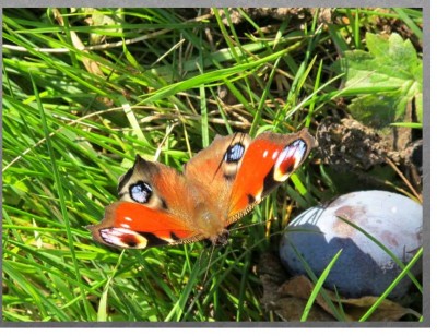 Schmetterling.JPG