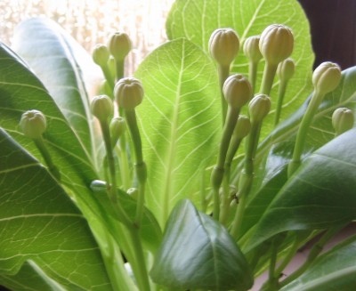 Bild green24 732.jpg