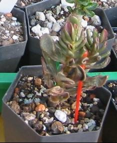 Crassula vom 05.06.2011.JPG