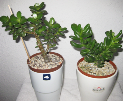 Crassula am 21.09.2011.PNG