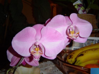 Große Rosa Phal.jpg