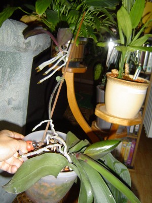 Phal mit Kindel (2).jpg