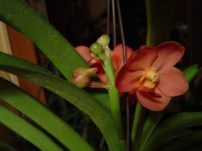 Vanda,2.Blüte.jpg