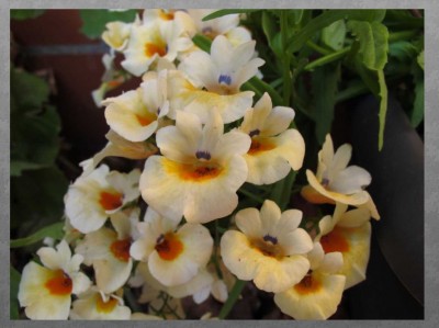 nemesia.jpg