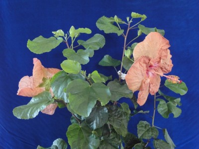 Tylene x Lilly Torbert Duo.JPG