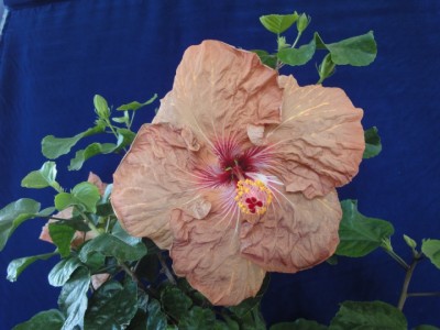 Tylene x Lilly Torbert 22-10-2011_2.JPG