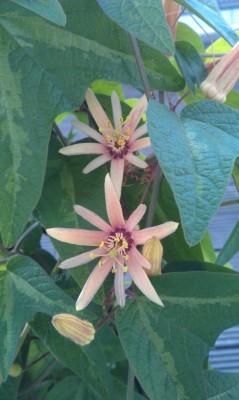 IMAG0718.jpg
