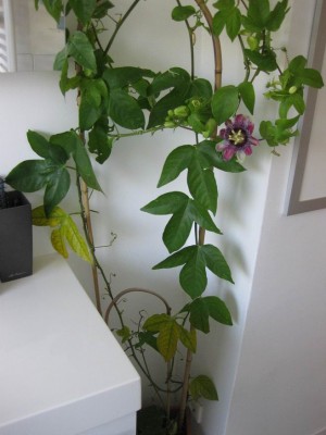 Größenänderung IMG_3457.JPG