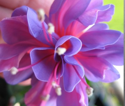 Blüte.jpg