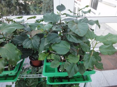 Sämlinge 22-10-2011.JPG