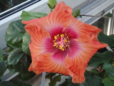 Orange Delight 22-10-2011.JPG