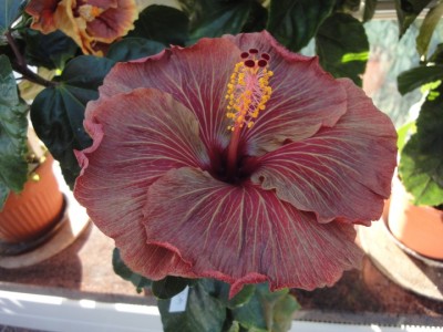 Chocolate Delight 22-10-2011.JPG