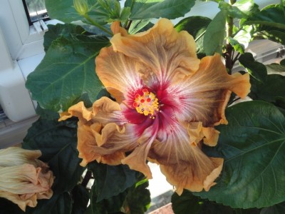 Kiss of Death 22-10-2011.JPG