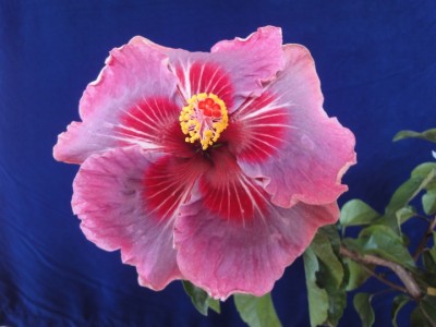 Me-oh My-oh 22-10-2011.JPG