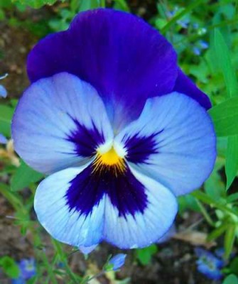 Größenänderung Viola × wittrockiana - blau - 001.jpg