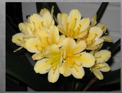 Clivia.jpg