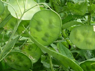 Reatsel 27 (1) - Kopie (480x640).jpg