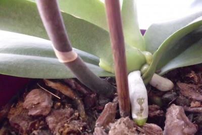 Phal.jpg