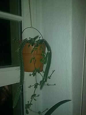 ..S.validus....JPG