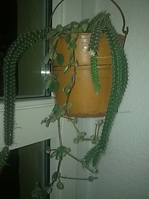 ..S.validus...JPG