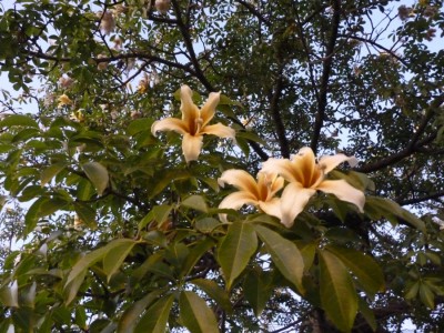 Chorisia speciosa1.jpg